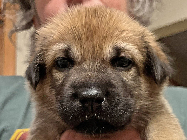 chinook puppy
